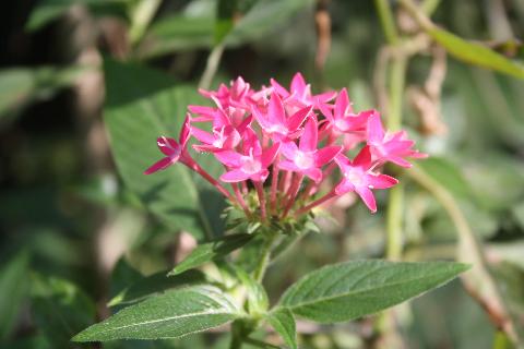 Goa Flowers - Download Goa Photos