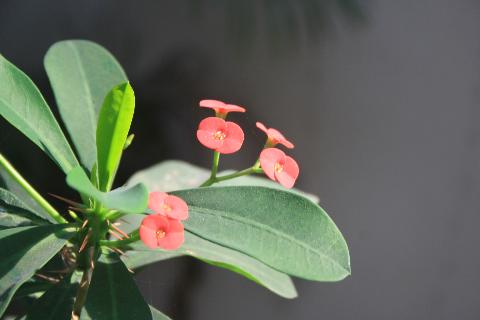 Goa Flowers - Download Goa Photos