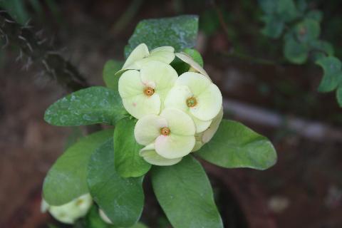 Goa Flowers - Download Goa Photos