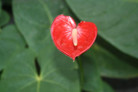 Goa Flowers - Download Goa Photos