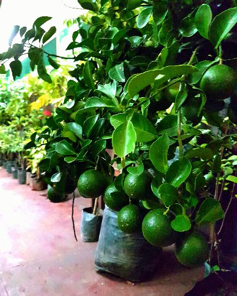 Fruits in Goa - Download Goa Photos