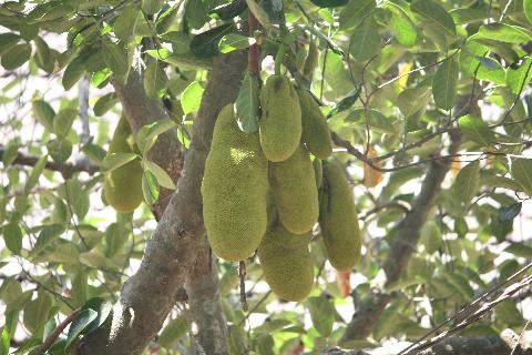 Fruits in Goa - Download Goa Photos
