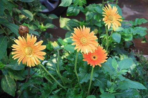 Goa Flowers - Download Goa Photos