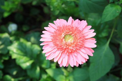 Goa Flowers - Download Goa Photos