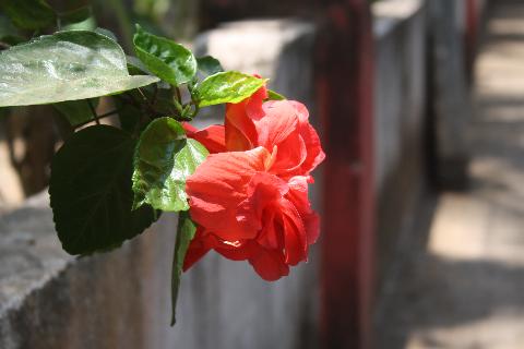 Goa Flowers - Download Goa Photos
