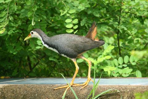 Birds in Goa - Download Goa Photos