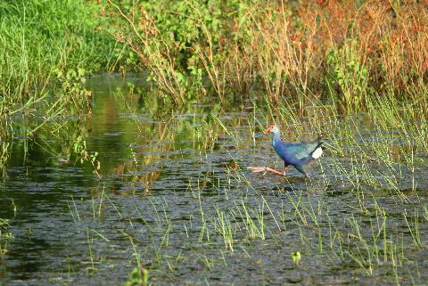 Birds in Goa - Download Goa Photos