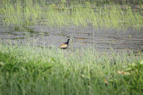 Birds in Goa - Download Goa Photos