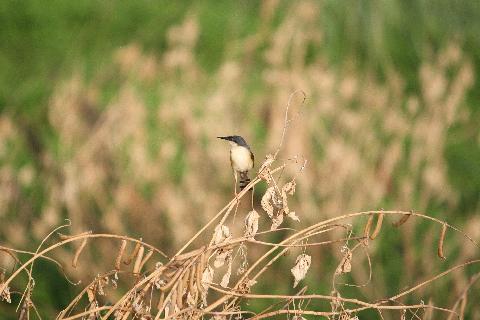 Birds in Goa - Download Goa Photos