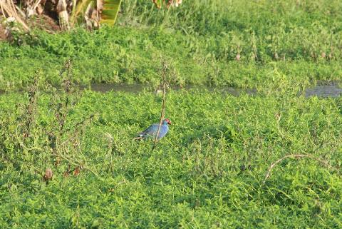Birds in Goa - Download Goa Photos