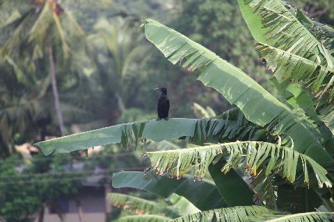 Birds in Goa - Download Goa Photos