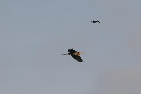 Birds in Goa - Download Goa Photos