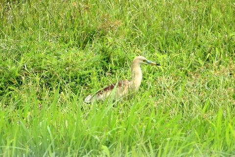 Birds in Goa - Download Goa Photos