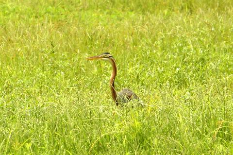 Birds in Goa - Download Goa Photos