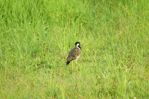 Birds in Goa - Download Goa Photos