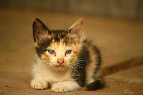 Domestic Animals in Goa - Download Goa Photos