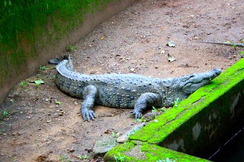 Bondle Wildlife Santuary - Download Goa Photos