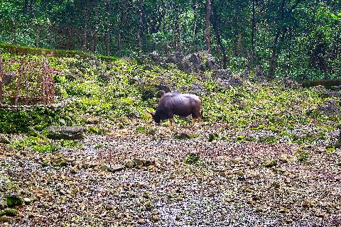 Bondle Wildlife Santuary - Download Goa Photos