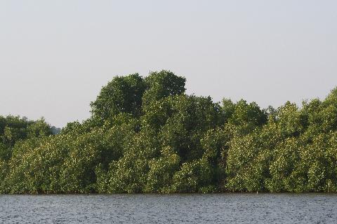 Goa Backwater - Download Goa Photos
