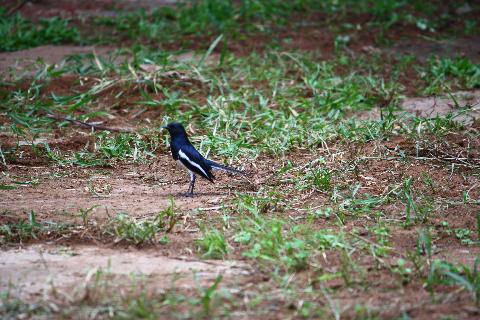 Birds in Goa - Download Goa Photos