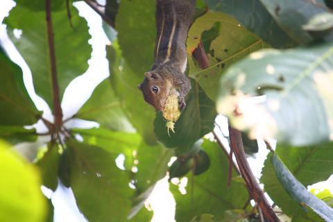 Domestic Animals in Goa - Download Goa Photos