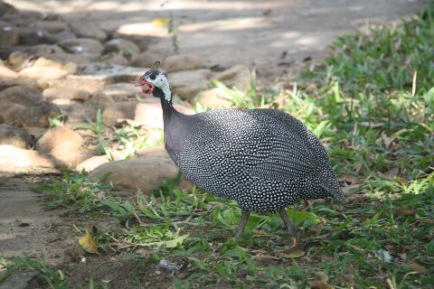 Birds in Goa - Download Goa Photos