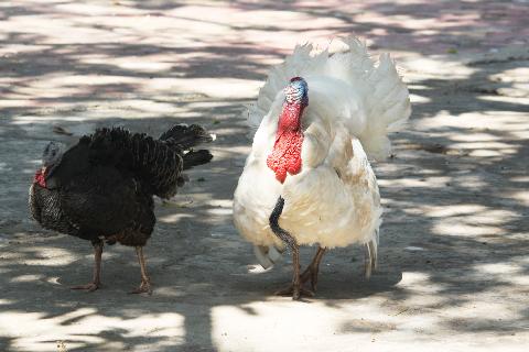 Birds in Goa - Download Goa Photos