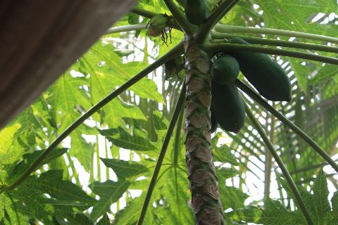 Fruits in Goa - Download Goa Photos