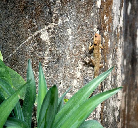 Domestic Animals in Goa - Download Goa Photos