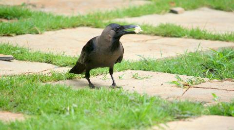 Birds in Goa - Download Goa Photos