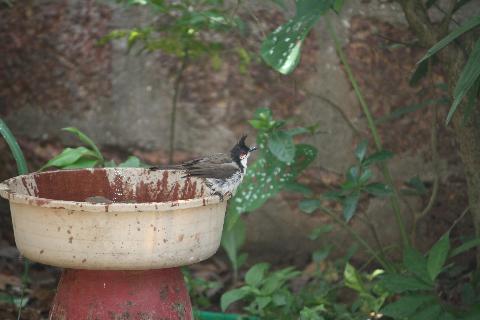 Birds in Goa - Download Goa Photos