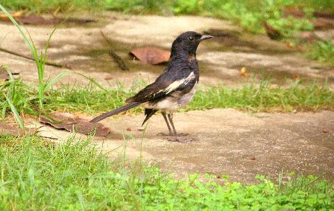 Birds in Goa - Download Goa Photos