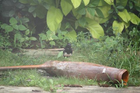 Birds in Goa - Download Goa Photos