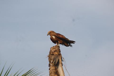 Birds in Goa - Download Goa Photos