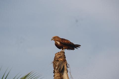 Birds in Goa - Download Goa Photos