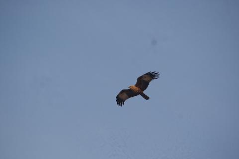 Birds in Goa - Download Goa Photos