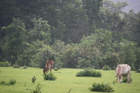 Domestic Animals in Goa - Download Goa Photos