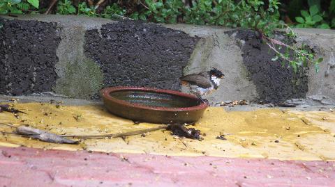 Birds in Goa - Download Goa Photos