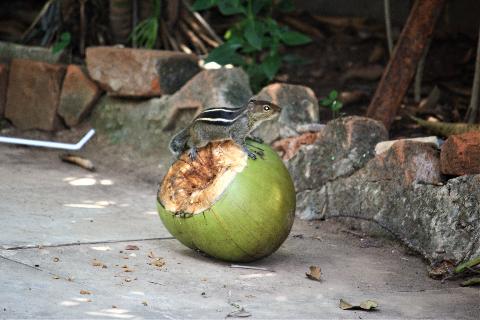 Domestic Animals in Goa - Download Goa Photos