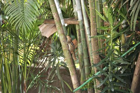 Domestic Animals in Goa - Download Goa Photos