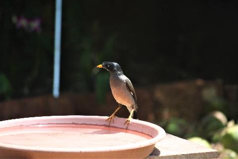 Birds in Goa - Download Goa Photos