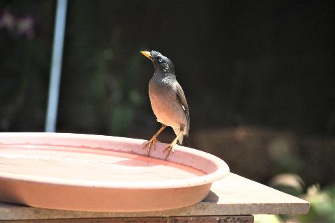 Birds in Goa - Download Goa Photos