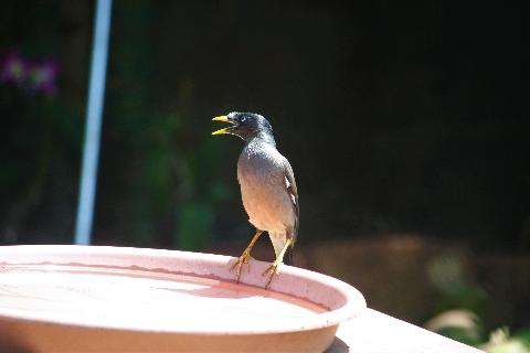 Birds in Goa - Download Goa Photos