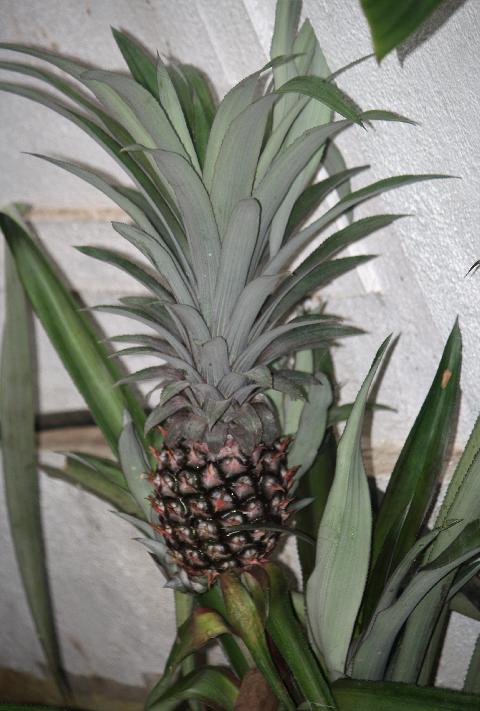 Fruits in Goa - Download Goa Photos