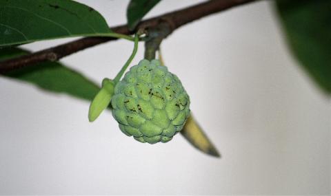 Fruits in Goa - Download Goa Photos