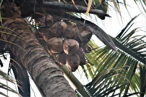 Fruits in Goa - Download Goa Photos