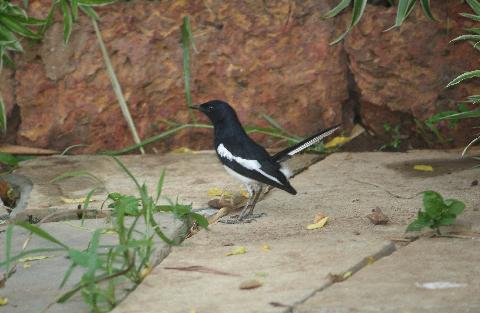 Birds in Goa - Download Goa Photos