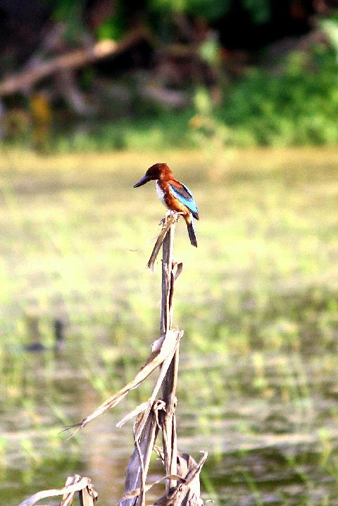 Birds in Goa - Download Goa Photos