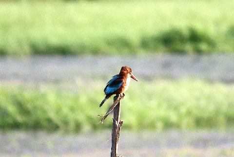 Birds in Goa - Download Goa Photos