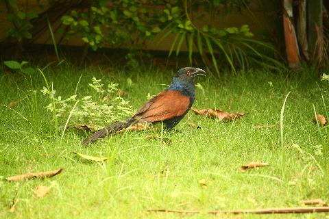 Birds in Goa - Download Goa Photos
